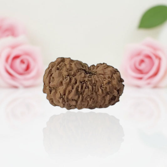 Natural 16 Mukhi Rudraksha