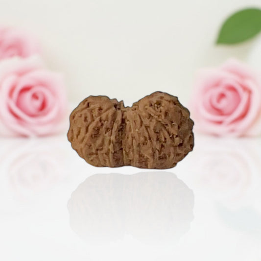 Natural Gauri Shankar 16 Mukhi Rudraksha