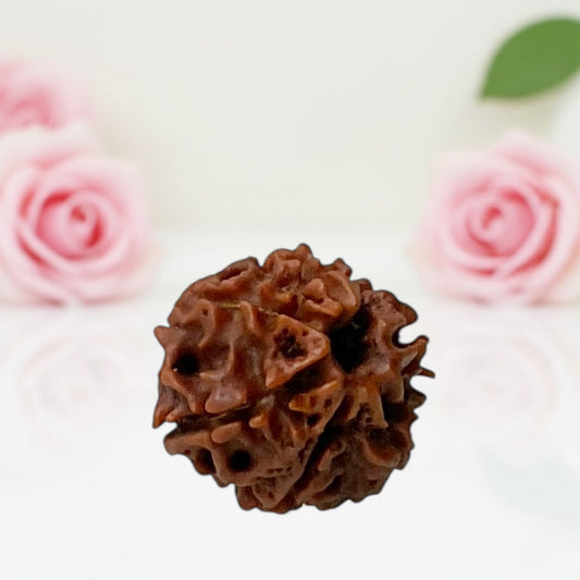 Natural 8 Mukhi Rudraksha Beads  – AA Premium Quality