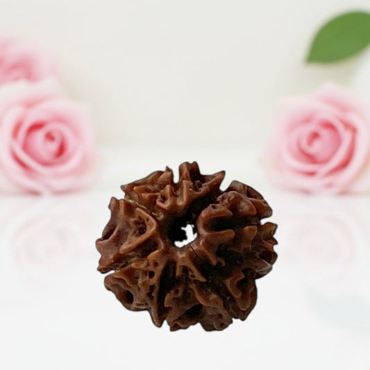 Natural 8 Mukhi Rudraksha Beads  – AA Premium Quality