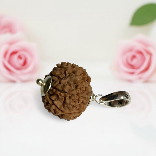 7 Mukhi Rudraksha Pendant  AAA Premium Quality
