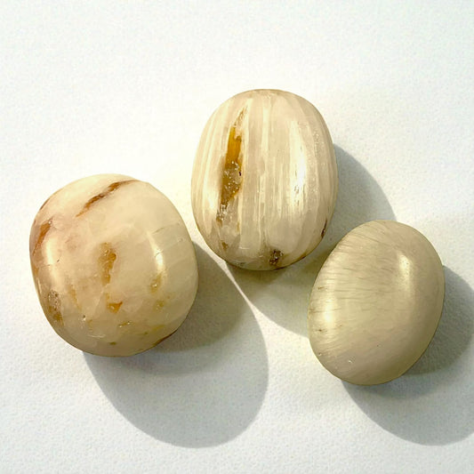 White Agate Palm