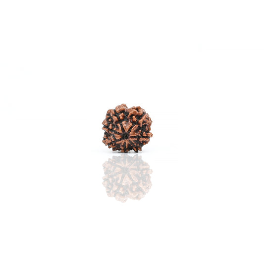 Natural 7 Mukhi Nepali Rudraksha With Certificate-7R35