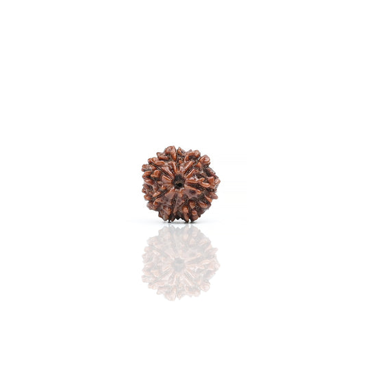 Natural 7 Mukhi Nepali Rudraksha With Certificate-7R38