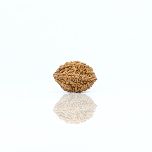 Natural 2 Mukhi Nepali Rudraksha With Certificate-2R10