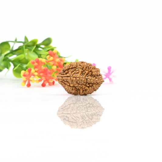 Natural 2 Mukhi Nepali Rudraksha With Certificate-2R10