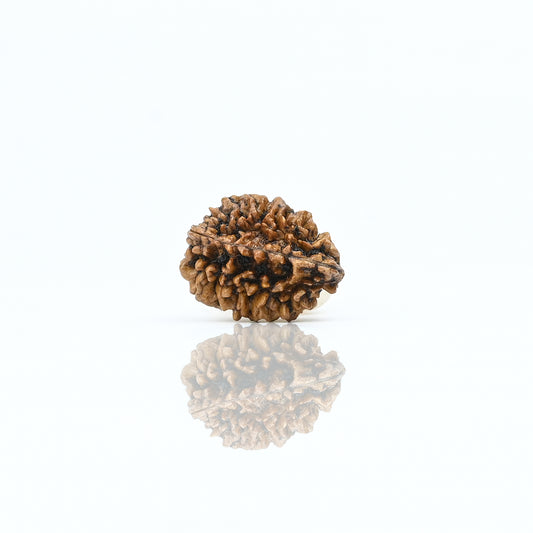 Natural 2 Mukhi Nepali Rudraksha With Certificate-2R11