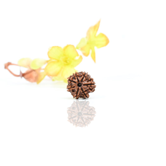 Natural 7 Mukhi Nepali Rudraksha With Certificate-7R39