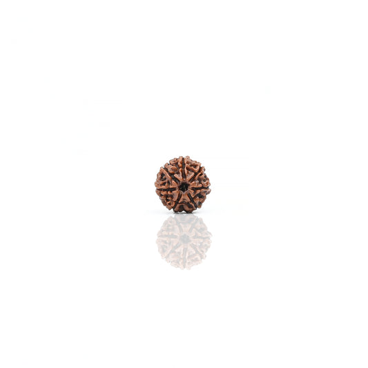 Natural 7 Mukhi Nepali Rudraksha With Certificate-7R40