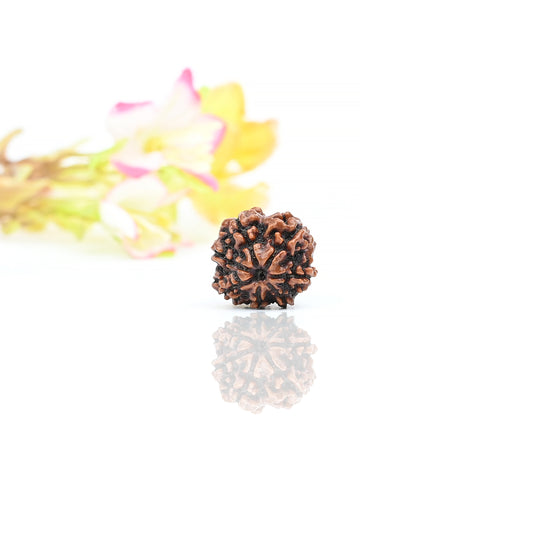 Natural 7 Mukhi Nepali Rudraksha With Certificate-7R35