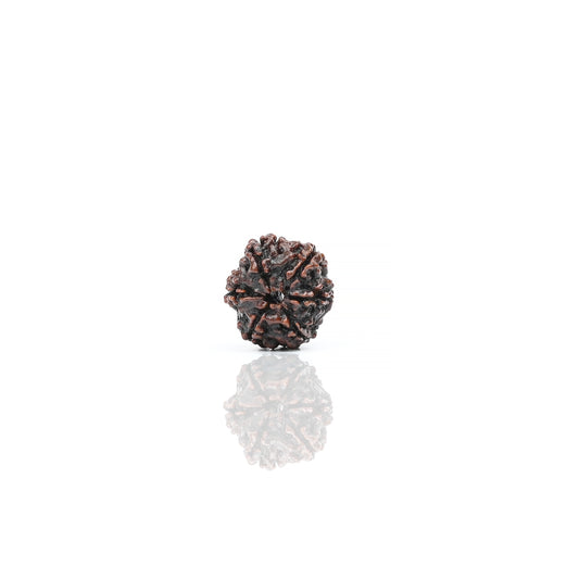 Natural 6 Mukhi Nepali Rudraksha With Certificate-6R30