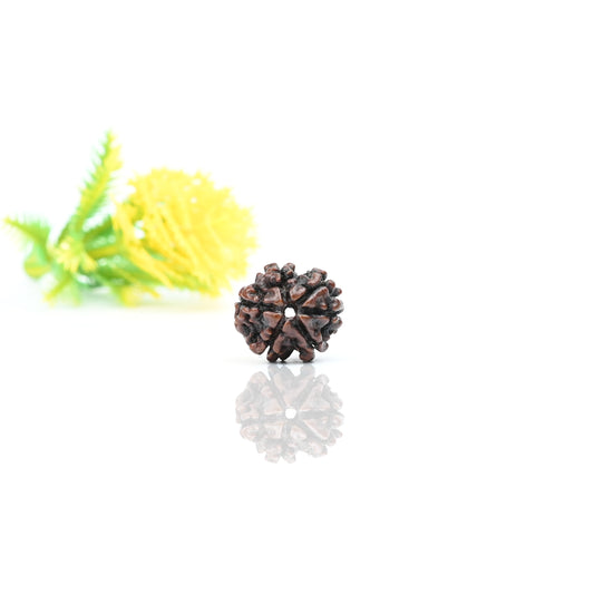 Natural 6 Mukhi Nepali Rudraksha With Certificate-6R31