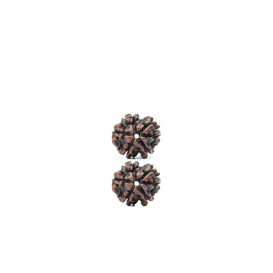 Natural 6 Mukhi Nepali Rudraksha With Certificate-6R31