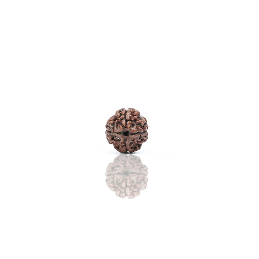 Natural 4 Mukhi Nepali Rudraksha With Certificate-4R18