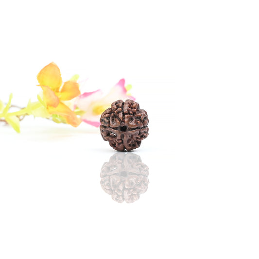 Natural 4 Mukhi Nepali Rudraksha With Certificate-4R18