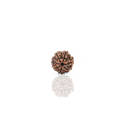 Natural 7 Mukhi Nepali Rudraksha With Certificate-7R36