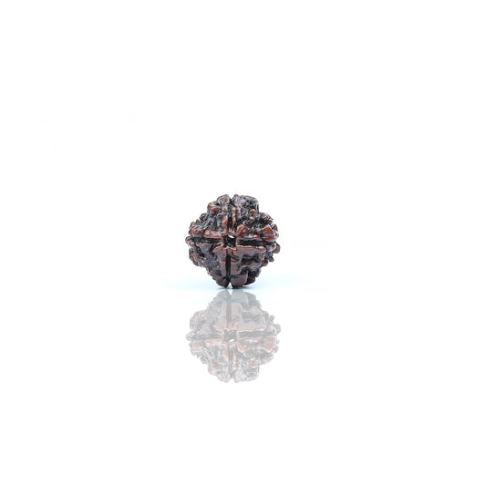 Natural 4 Mukhi Nepali Rudraksha With Certificate-4R22