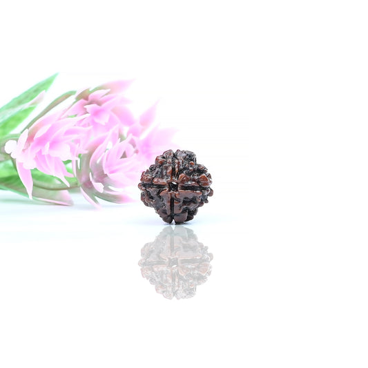 Natural 4 Mukhi Nepali Rudraksha With Certificate-4R22