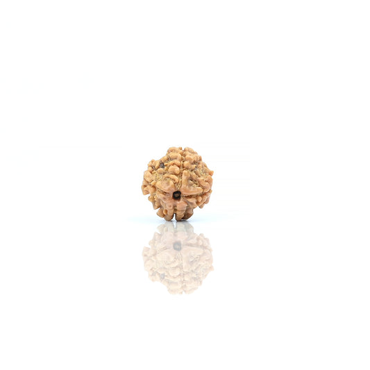 Natural 4 Mukhi Nepali Rudraksha With Certificate-4R23