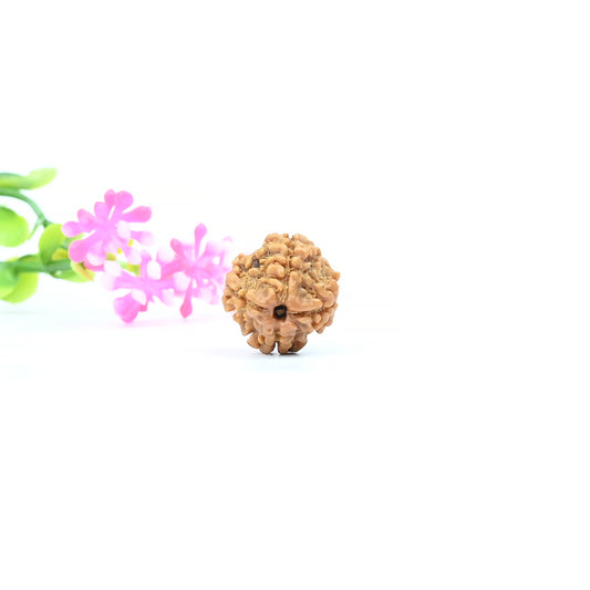 Natural 4 Mukhi Nepali Rudraksha With Certificate-4R23