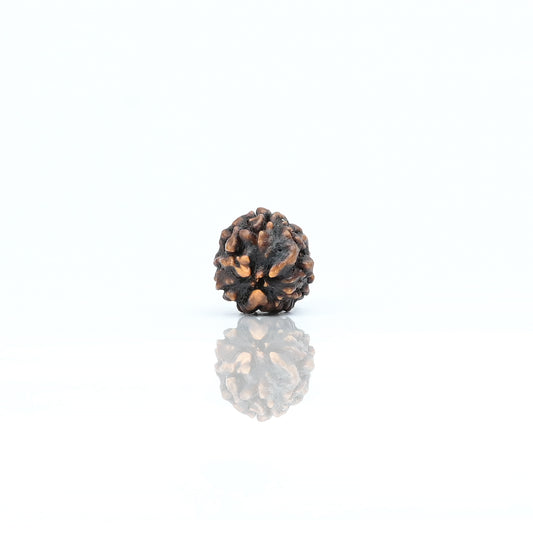 Natural 3 Mukhi Nepali Rudraksha With Certificate-3R12