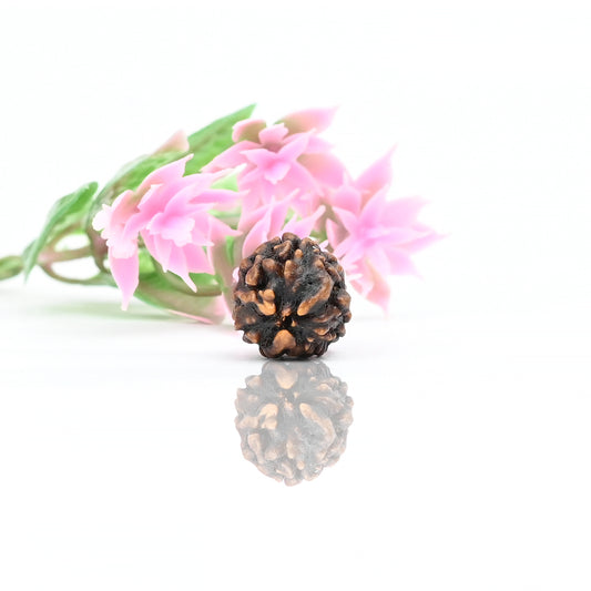 Natural 3 Mukhi Nepali Rudraksha With Certificate-3R12