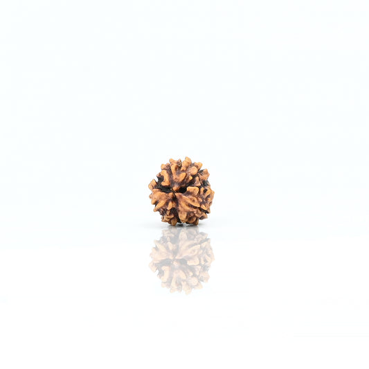 Natural 3 Mukhi Nepali Rudraksha With Certificate-3R14