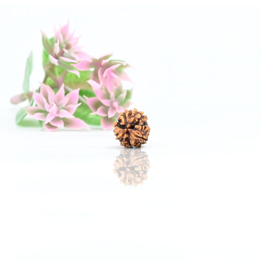 Natural 3 Mukhi Nepali Rudraksha With Certificate-3R14