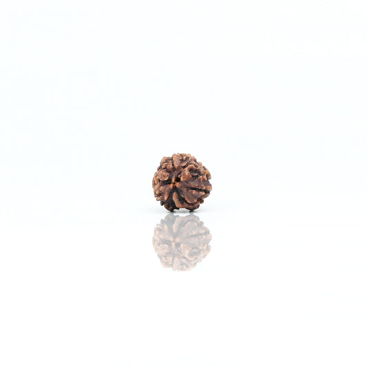 Natural 3 Mukhi Nepali Rudraksha With Certificate-3R15