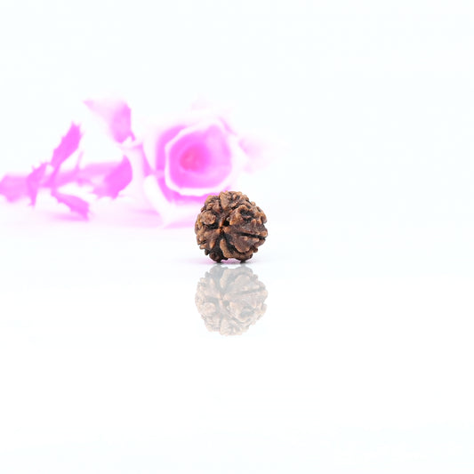 Natural 3 Mukhi Nepali Rudraksha With Certificate-3R15