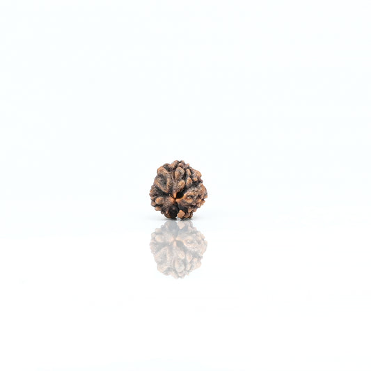 Natural 3 Mukhi Nepali Rudraksha With Certificate-3R16