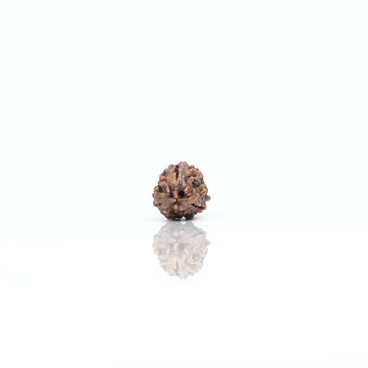 Natural 3 Mukhi Nepali Rudraksha With Certificate-3R17