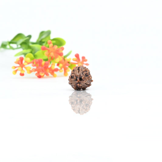 Natural 3 Mukhi Nepali Rudraksha With Certificate-3R17