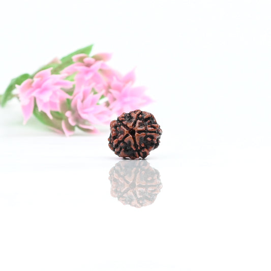 Natural 5 Mukhi Nepali Rudraksha With Certificate-5R24