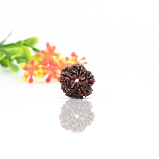 Natural 5 Mukhi Nepali Rudraksha With Certificate-5R25