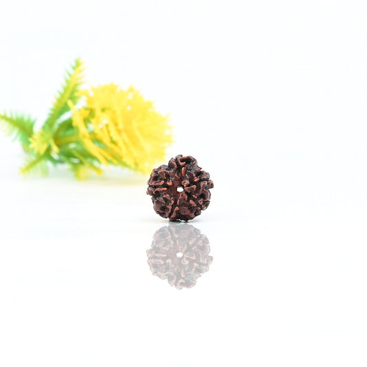 Natural 5 Mukhi Nepali Rudraksha With Certificate-5R27