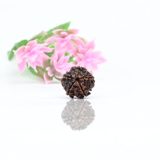 Natural 5 Mukhi Nepali Rudraksha With Certificate-5R28