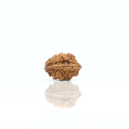 Natural 2 Mukhi Nepali Rudraksha With Certificate-2R07