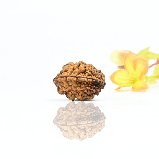 Natural 2 Mukhi Nepali Rudraksha With Certificate-2R07