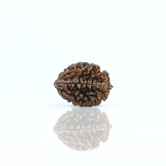 Natural 2 Mukhi Nepali Rudraksha With Certificate-2R08