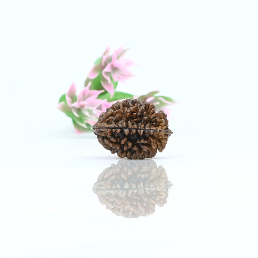 Natural 2 Mukhi Nepali Rudraksha With Certificate-2R08