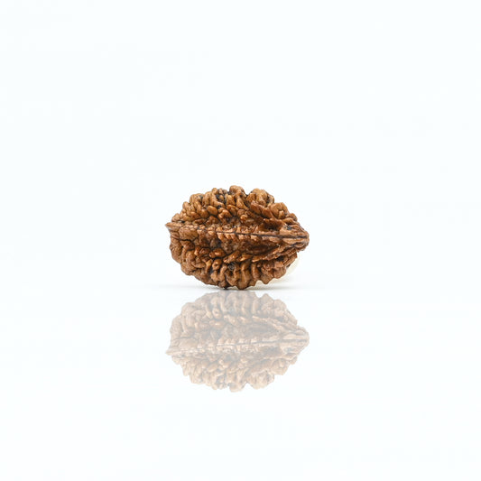 Natural 2 Mukhi Nepali Rudraksha With Certificate-2R09