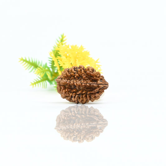 Natural 2 Mukhi Nepali Rudraksha With Certificate-2R09