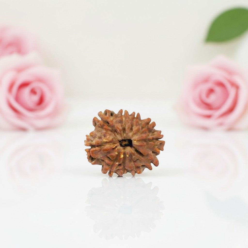 10 Mukhi Rudraksha