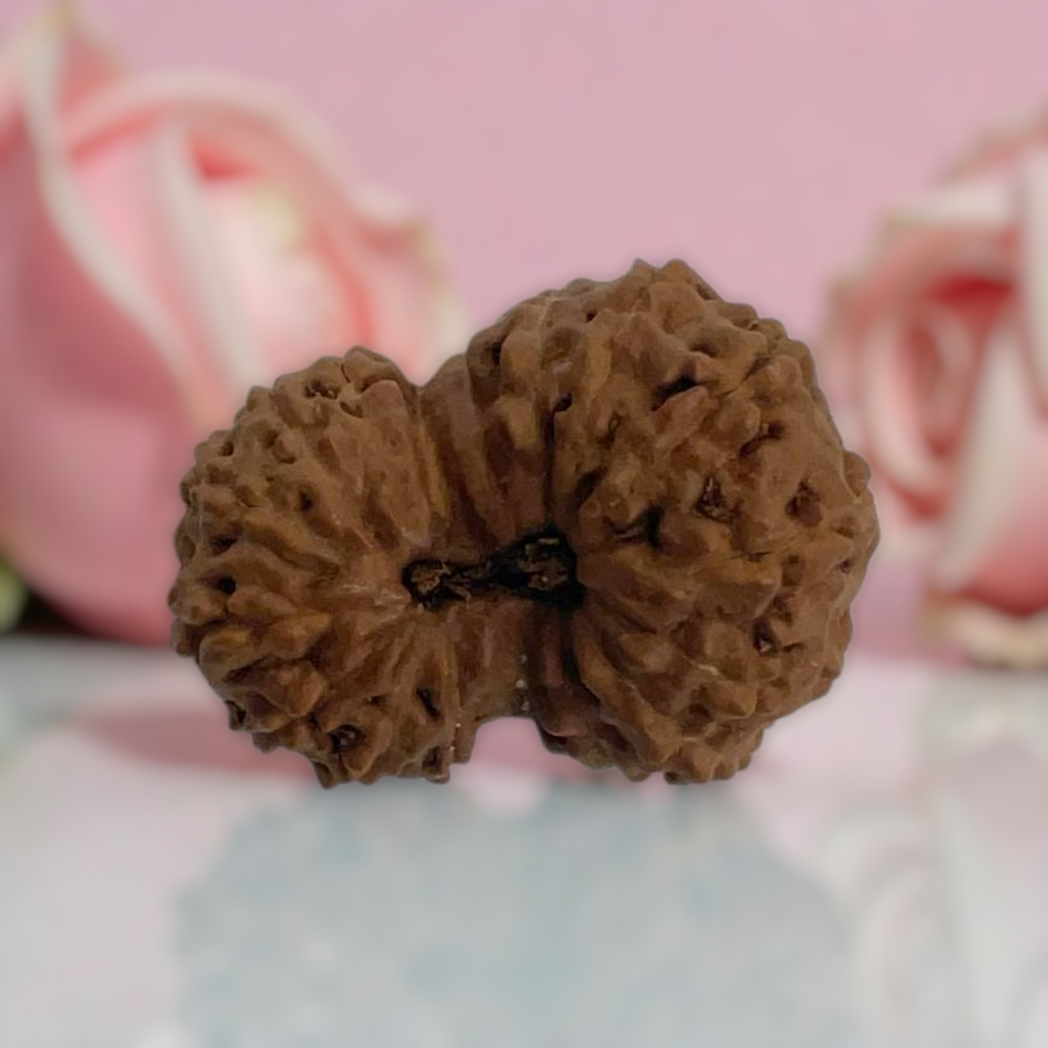 17 Mukhi Rudraksha