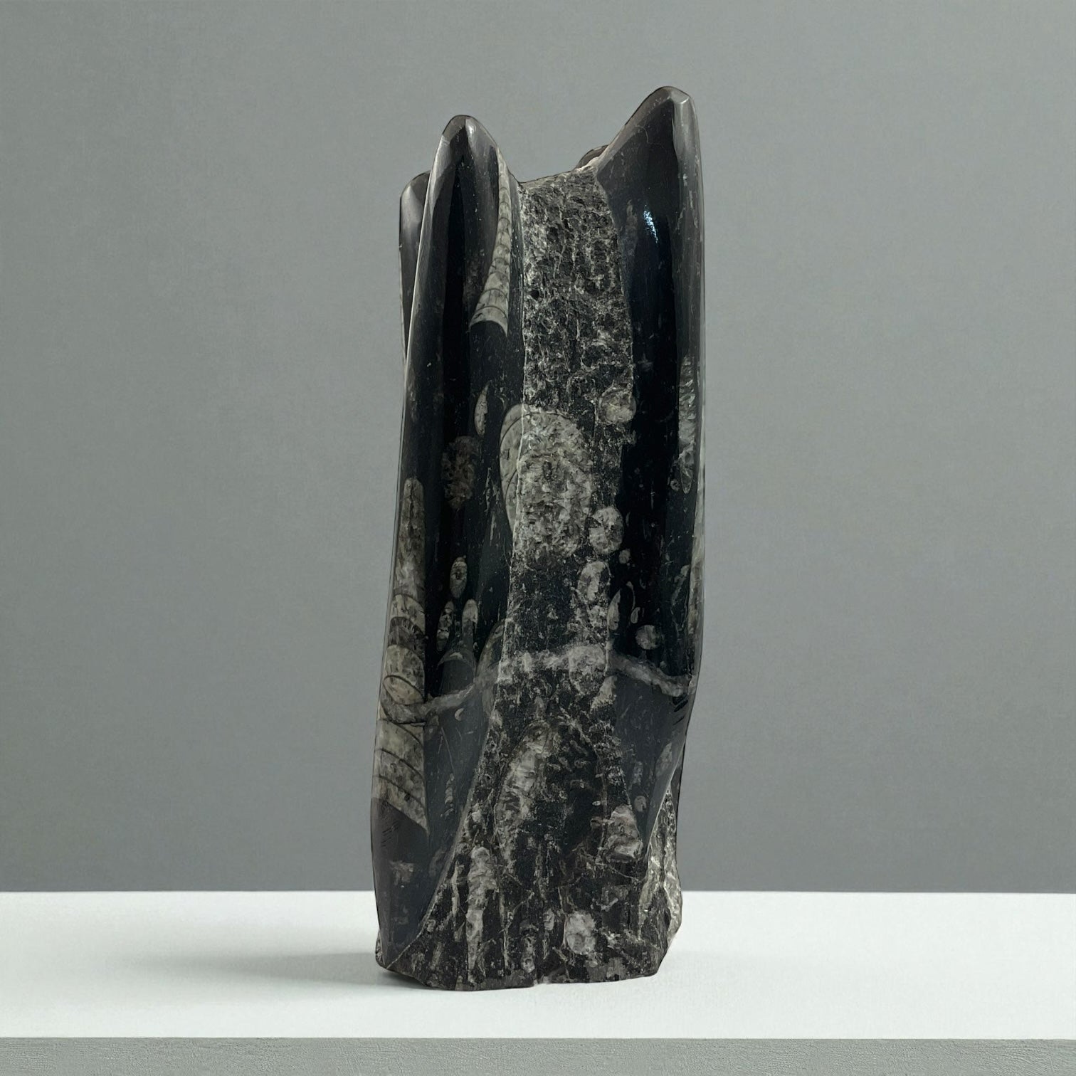 Orthoceras