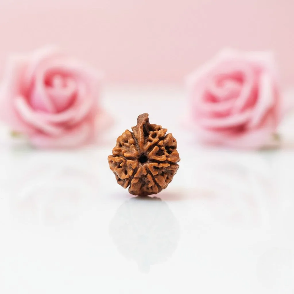 Natural Ganesh Rudraksha Beads – Available in A, AA & AAA Quality