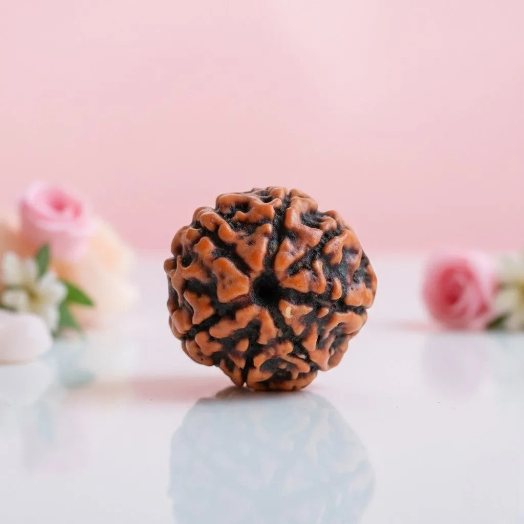 Natural 7 Mukhi Rudraksha Beads – Available in A, AA & AAA Quality