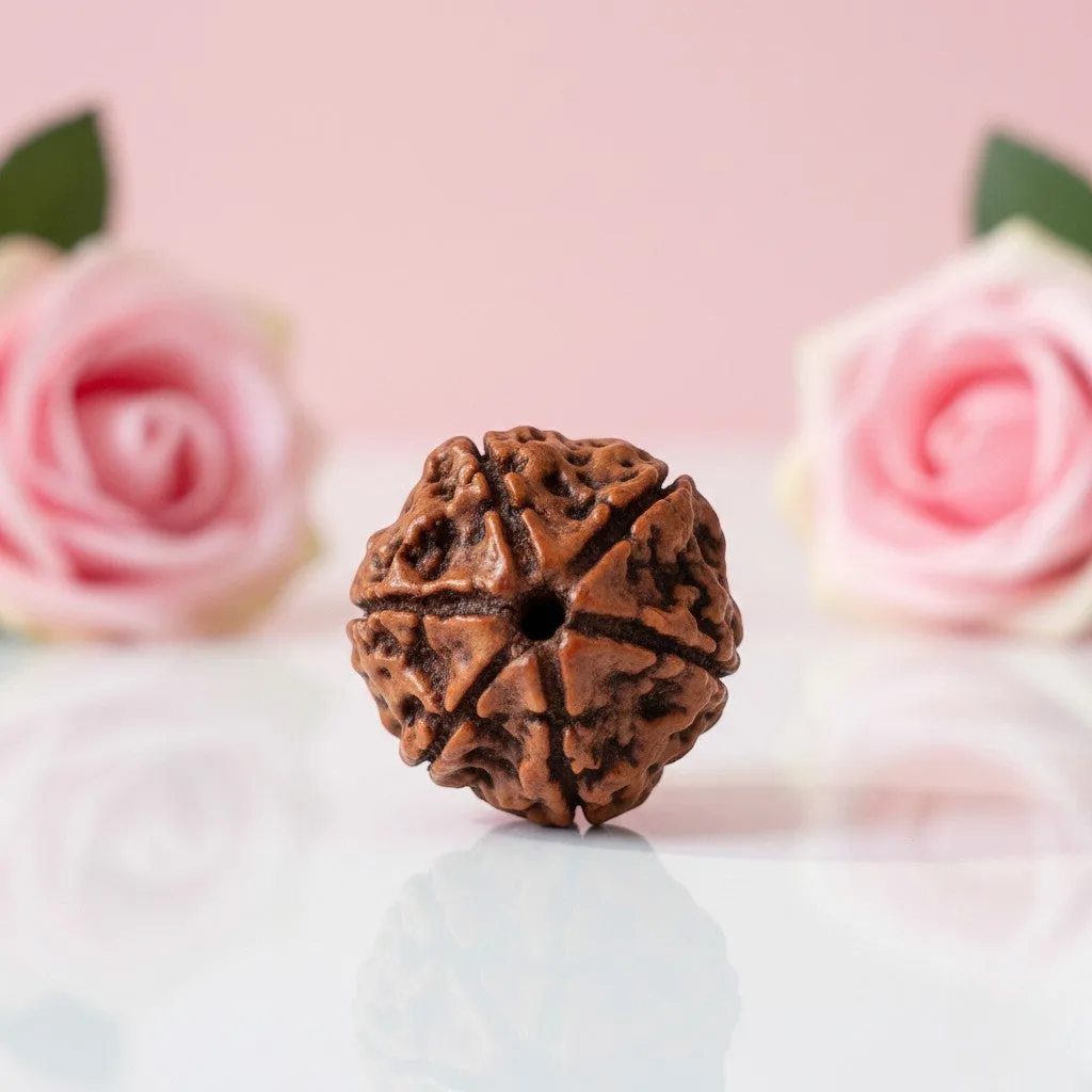 Natural 6 Mukhi Rudraksha Beads
