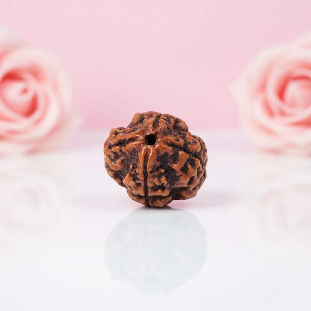 Natural 4 Mukhi Rudraksha Beads